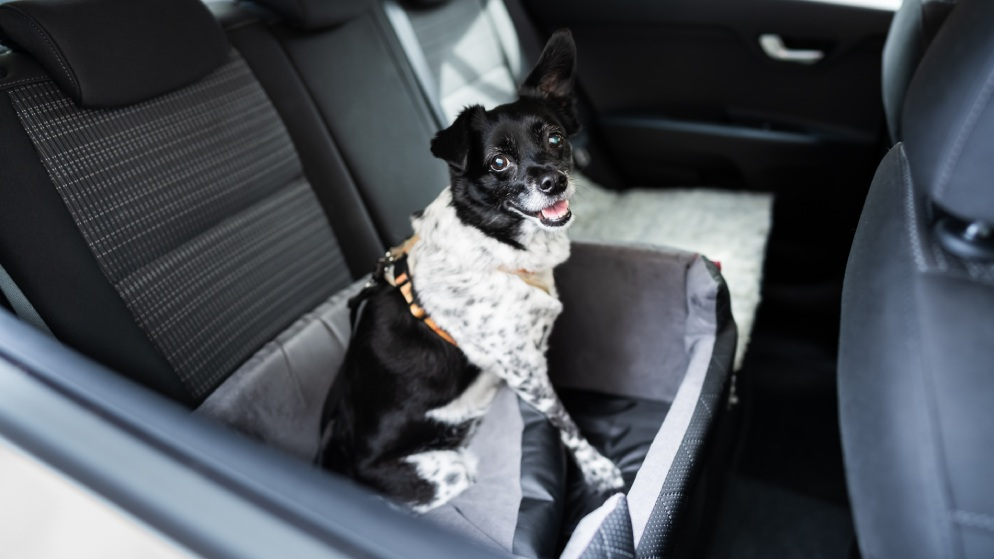 Hund Auto Sicherheitsgurt Anschnaller