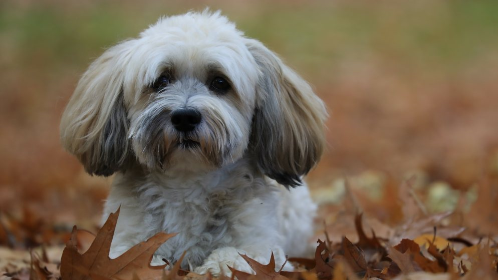 Ein kleiner, weiß-grauer Hund der Rasse Havaneser liegt im Herbstlaub.