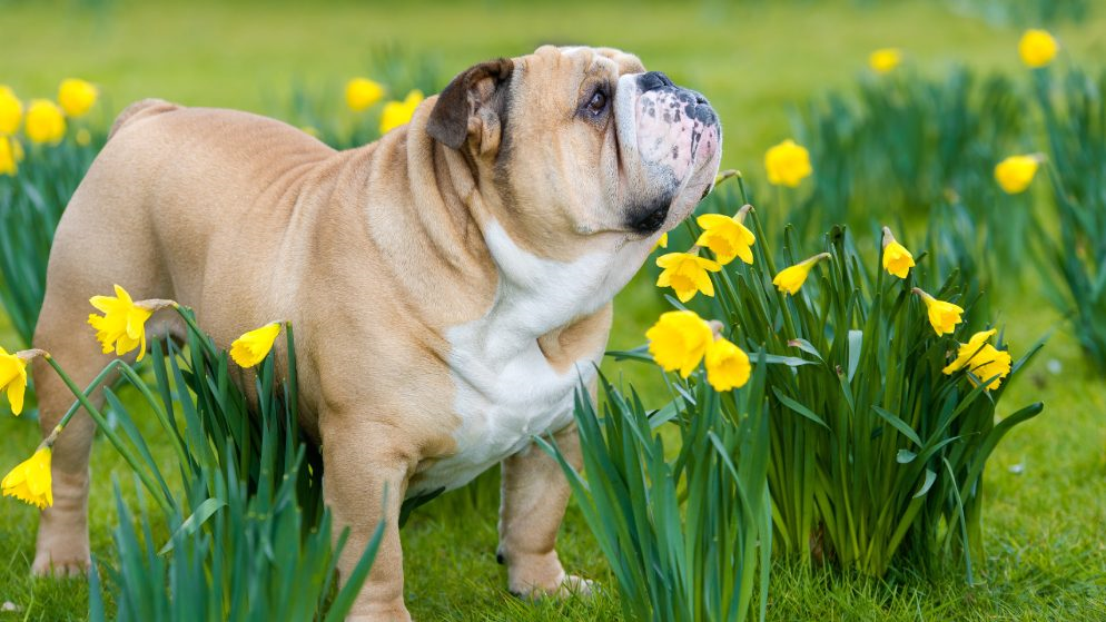 Eine englische Bulldogge steht zwischen Frühlingsblumen und blickt nach oben.
