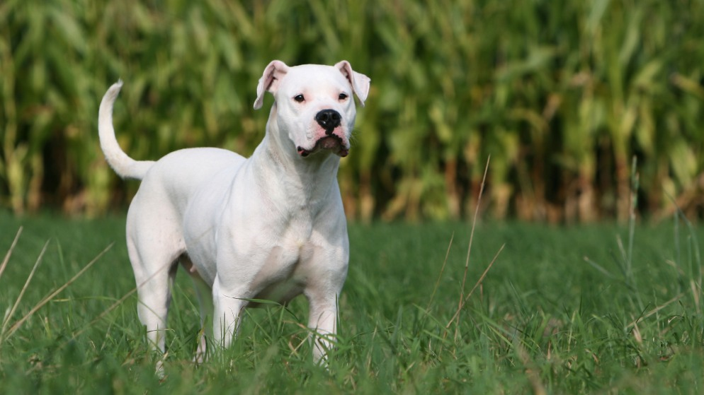 Ein weißer Dogo Argentino draußen.