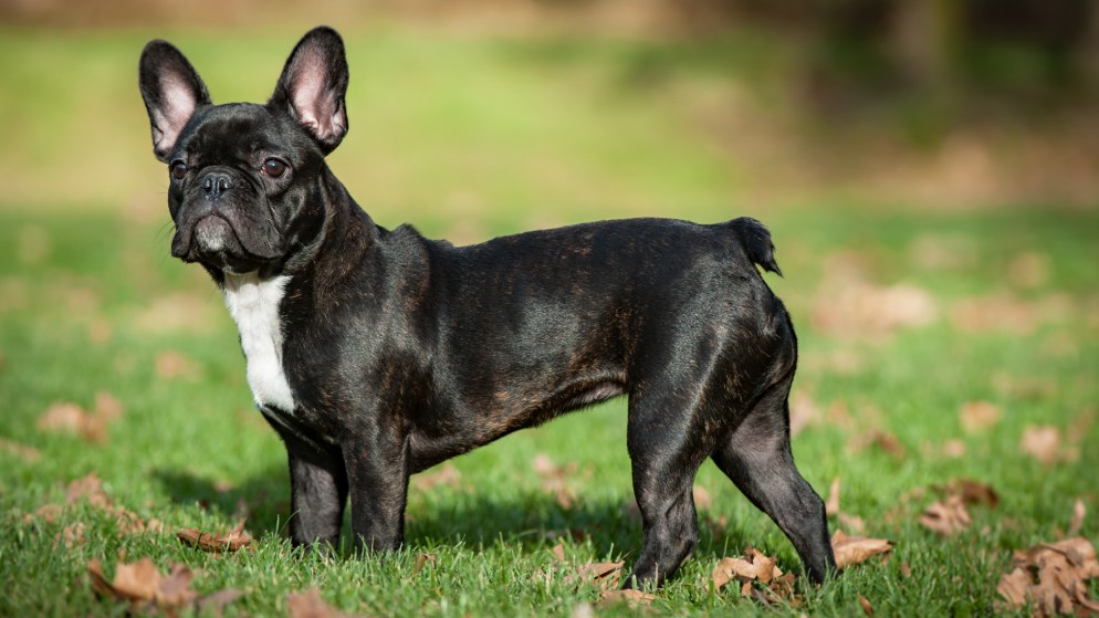 Eine schwarz-weiße Französische Bulldogge.