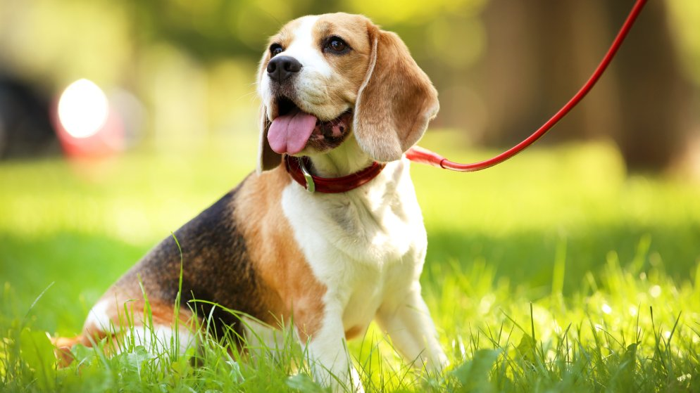 Ein Hund der Rasse Beagle sitzt an der Leine im Gras.