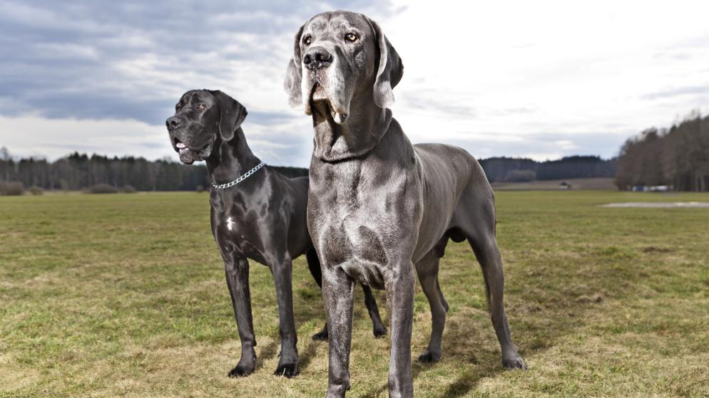 Zwei Deutsche Doggen stehen nebeneinander auf einer Wiese. Die linke Dogge ist schwarz, die rechte Dogge hat ein silbrig glänzendes Fell.