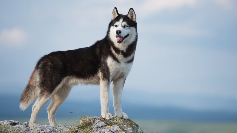 Ein Husky mit schwarz-weißer Musterung und blauen Augen steht majestätisch auf einem Felsen.