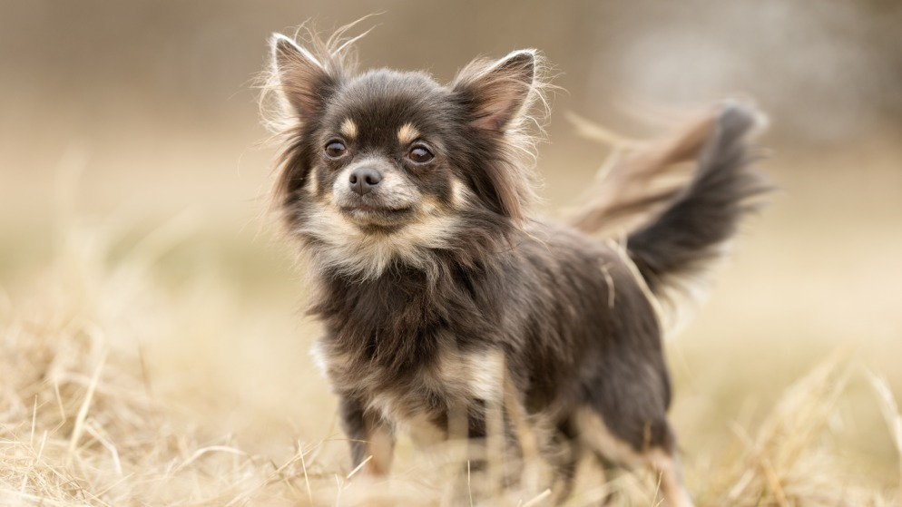 Ein langhaariger Chihuahua im Gras.