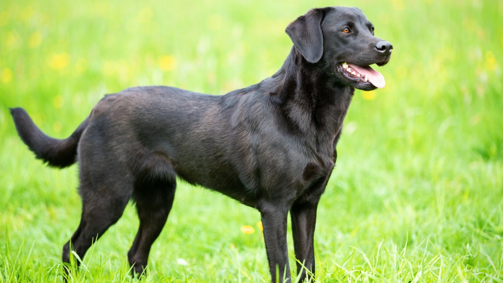 Ein schwarzer Labrador Retriever auf einer Wiese