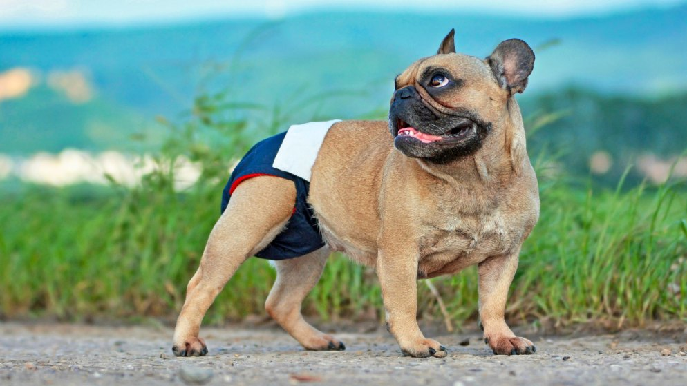 Afbrydelse Surichinmoi Sweeten Hundewindeln - so helfen Sie Ihrem Hund bei Inkontinenz | zoo24.de