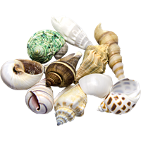 HOBBY Sea Shells Set M 